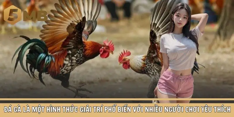 Đá gà là một hình thức giải trí phổ biến với nhiều người chơi yêu thích